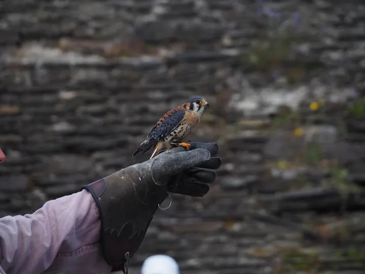 Birds of prey show at Chateau de La Roche-en-Ardenne (Belgium)